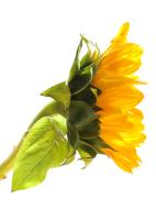 Sunflower Side�